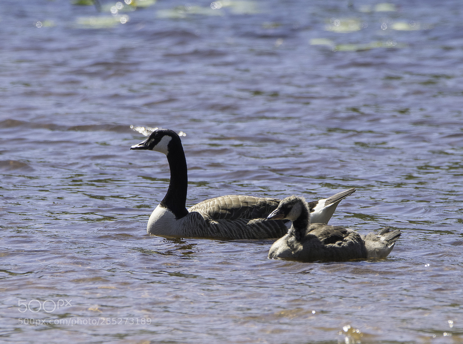 Nikon D5300 sample photo. Canada goose kanadags o photography