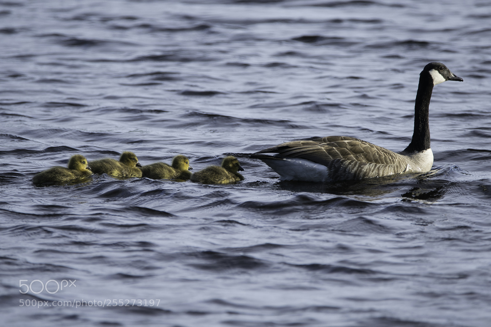 Nikon D5300 sample photo. Canada goose kanadags o photography