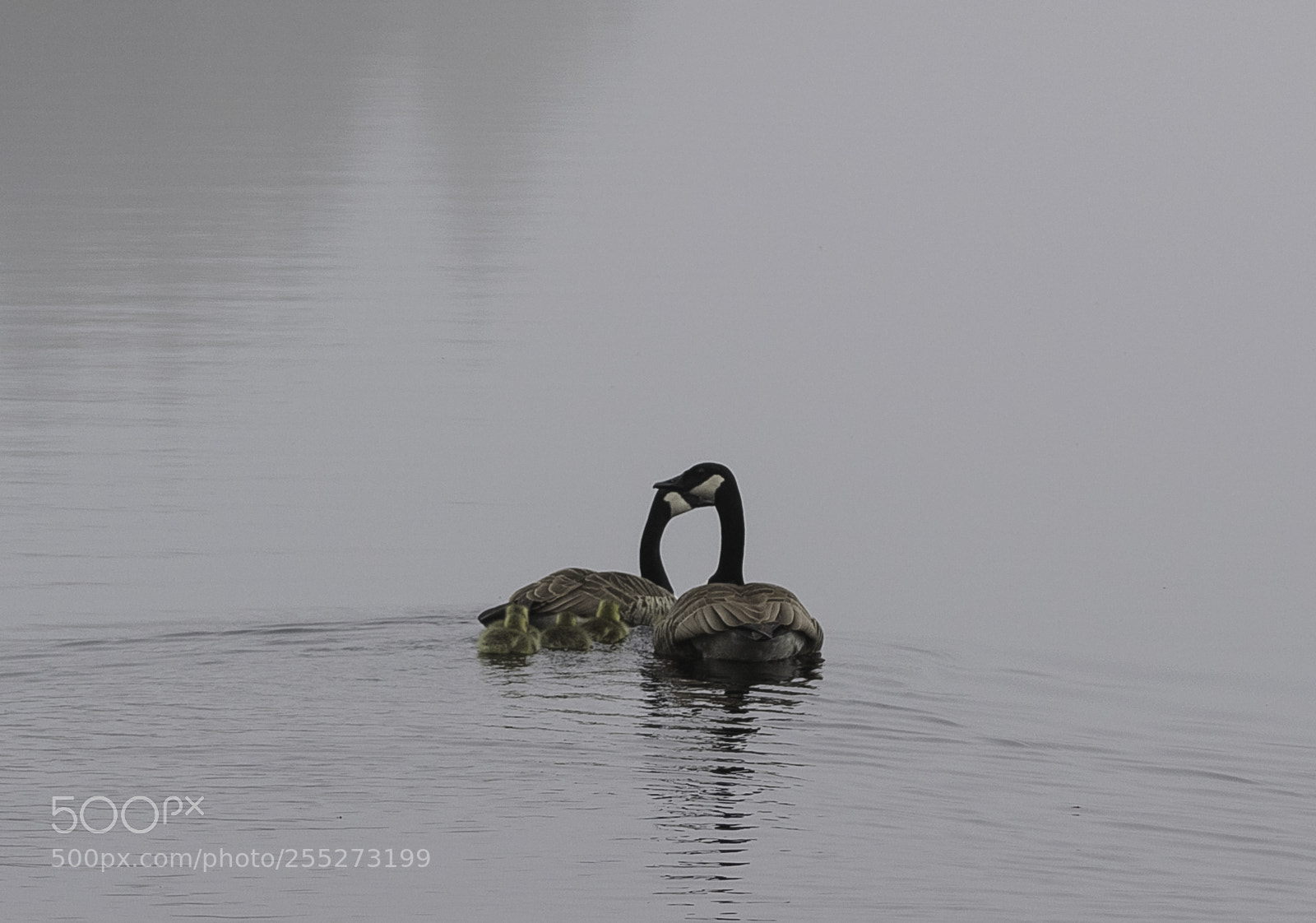Nikon D5300 sample photo. Canada goose kanadags o photography