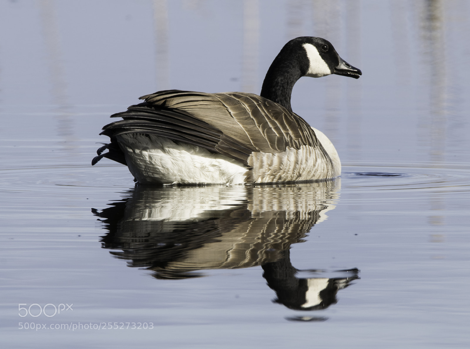 Nikon D5300 sample photo. Canada goose kanadags o photography