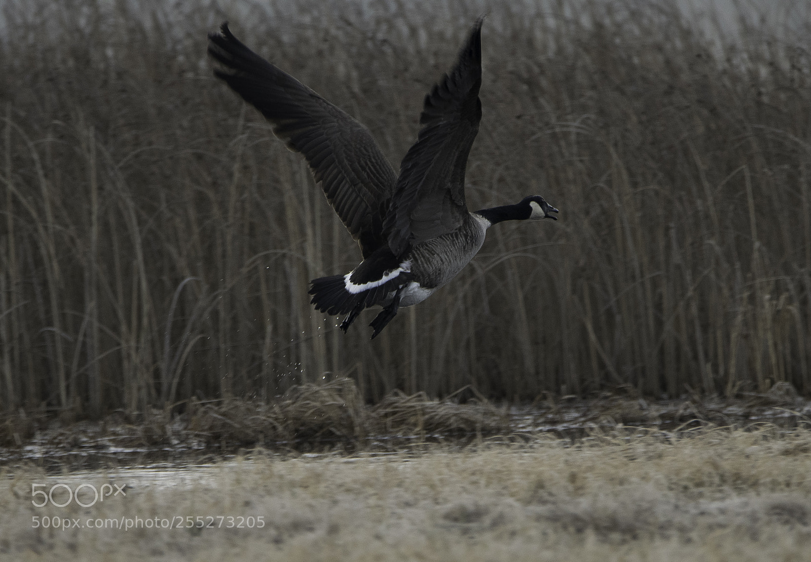 Nikon D5300 sample photo. Canada goose kanadags o photography