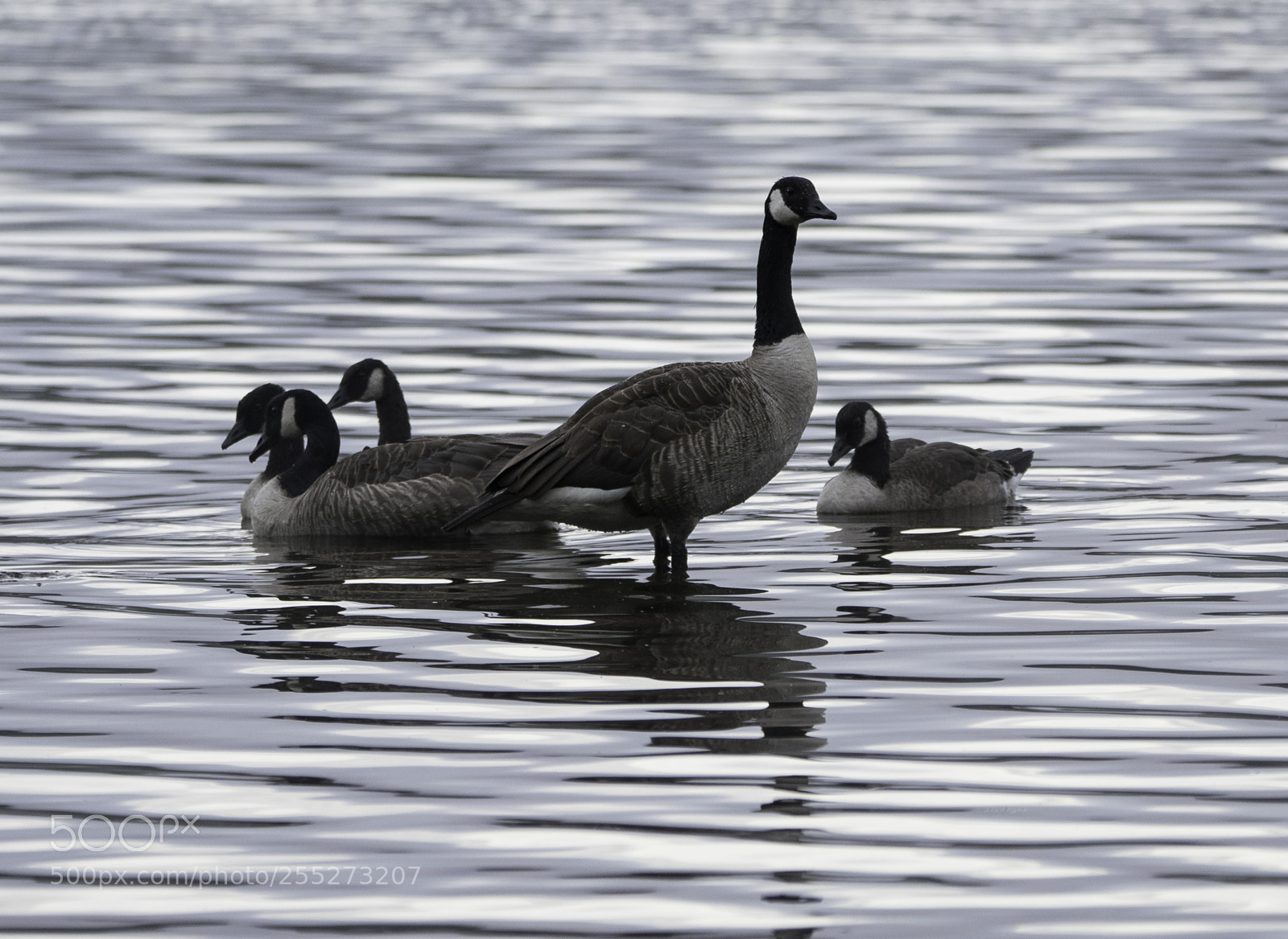Nikon D5300 sample photo. Canada goose kanadags o photography