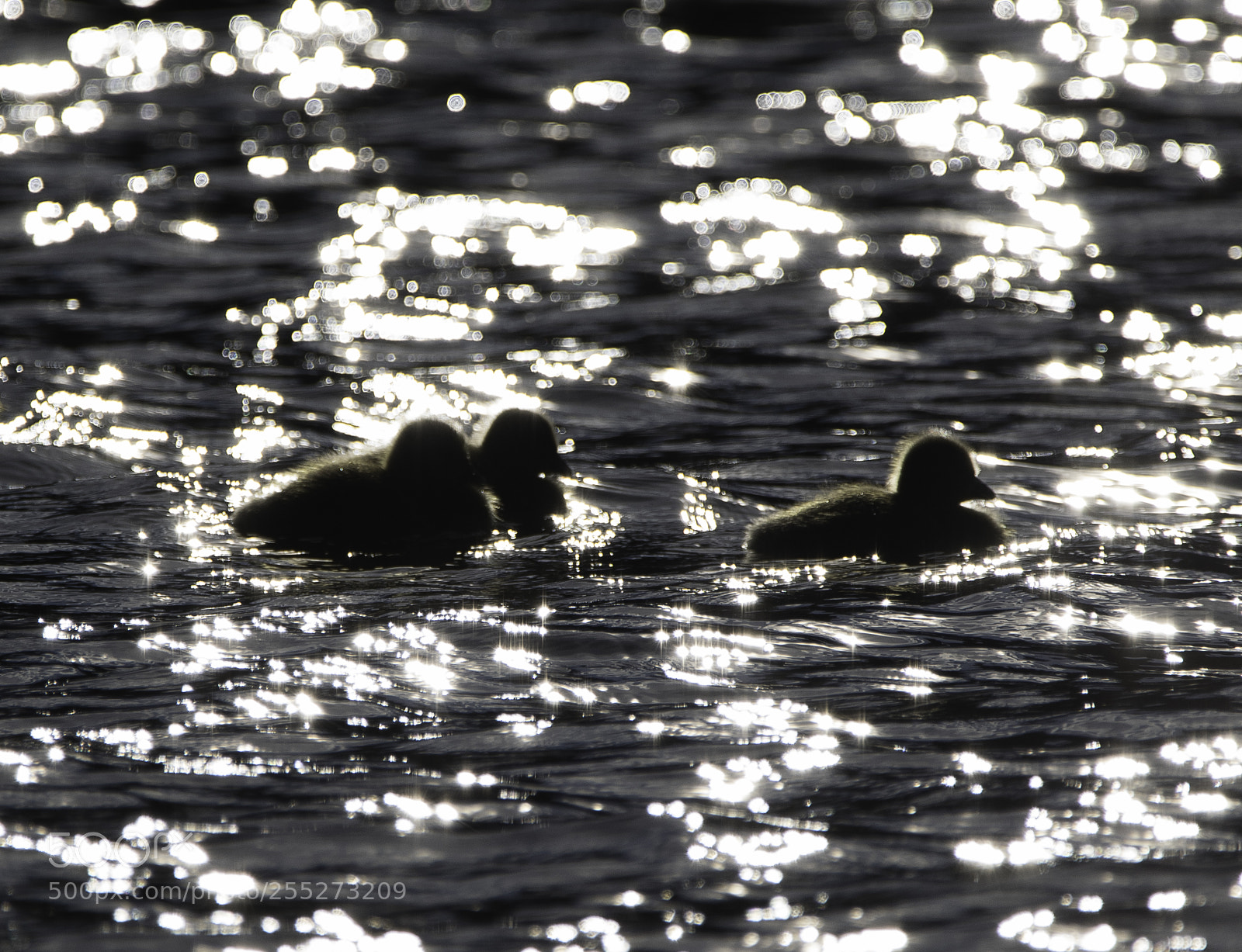 Nikon D5300 sample photo. Canada goose kanadags o photography