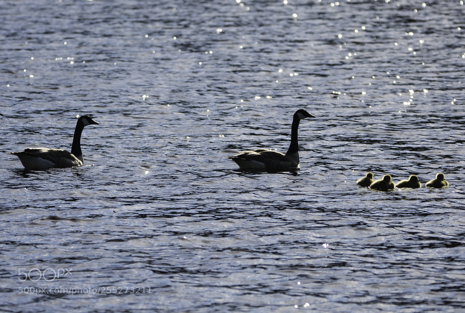 Nikon D5300 sample photo. Canada goose kanadags o photography