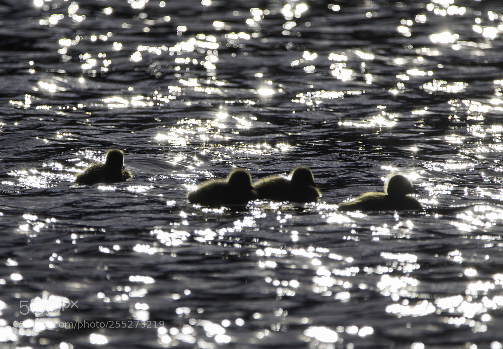 Nikon D5300 sample photo. Canada goose kanadags o photography