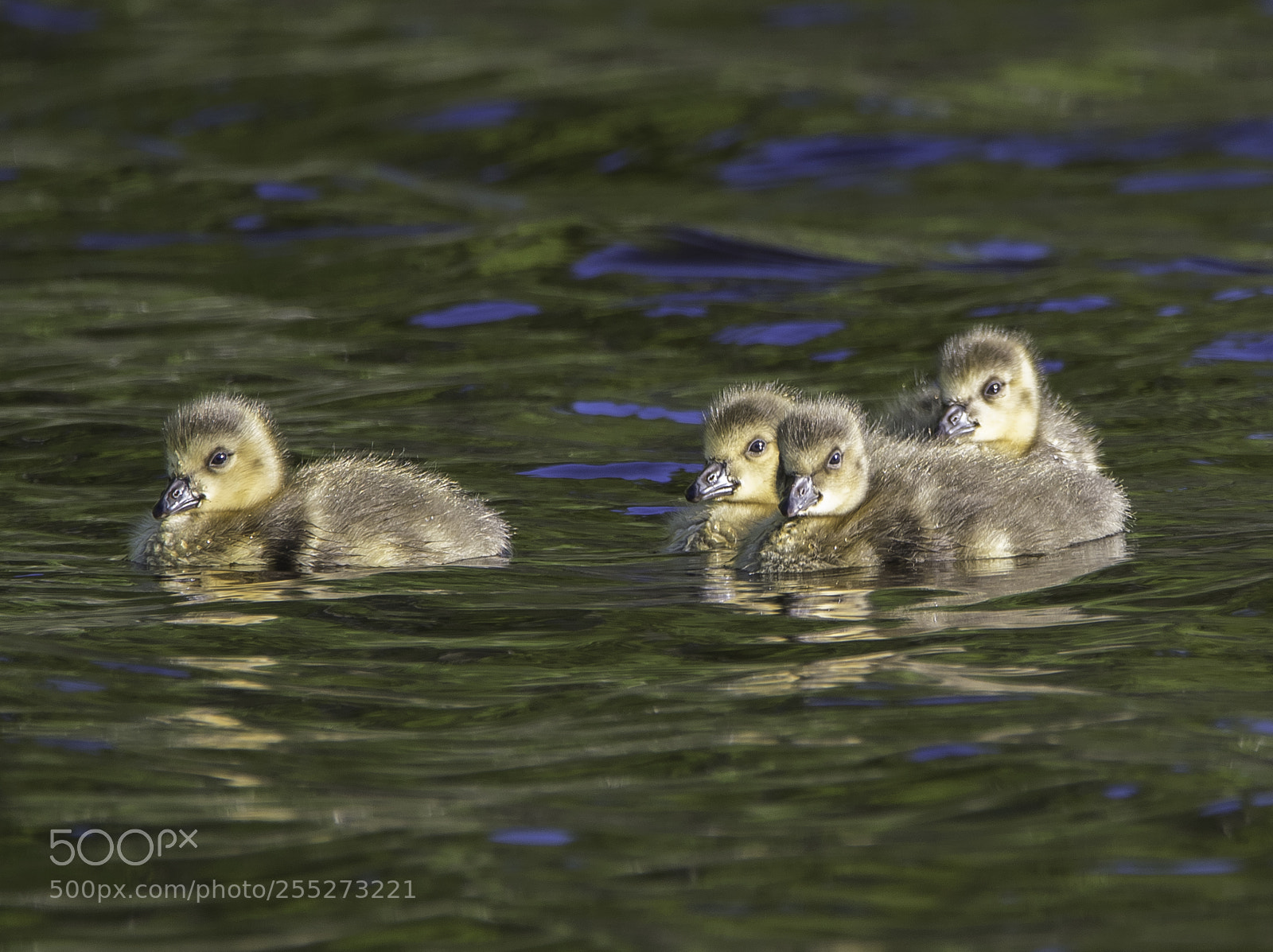 Nikon D5300 sample photo. Canada goose kanadags o photography