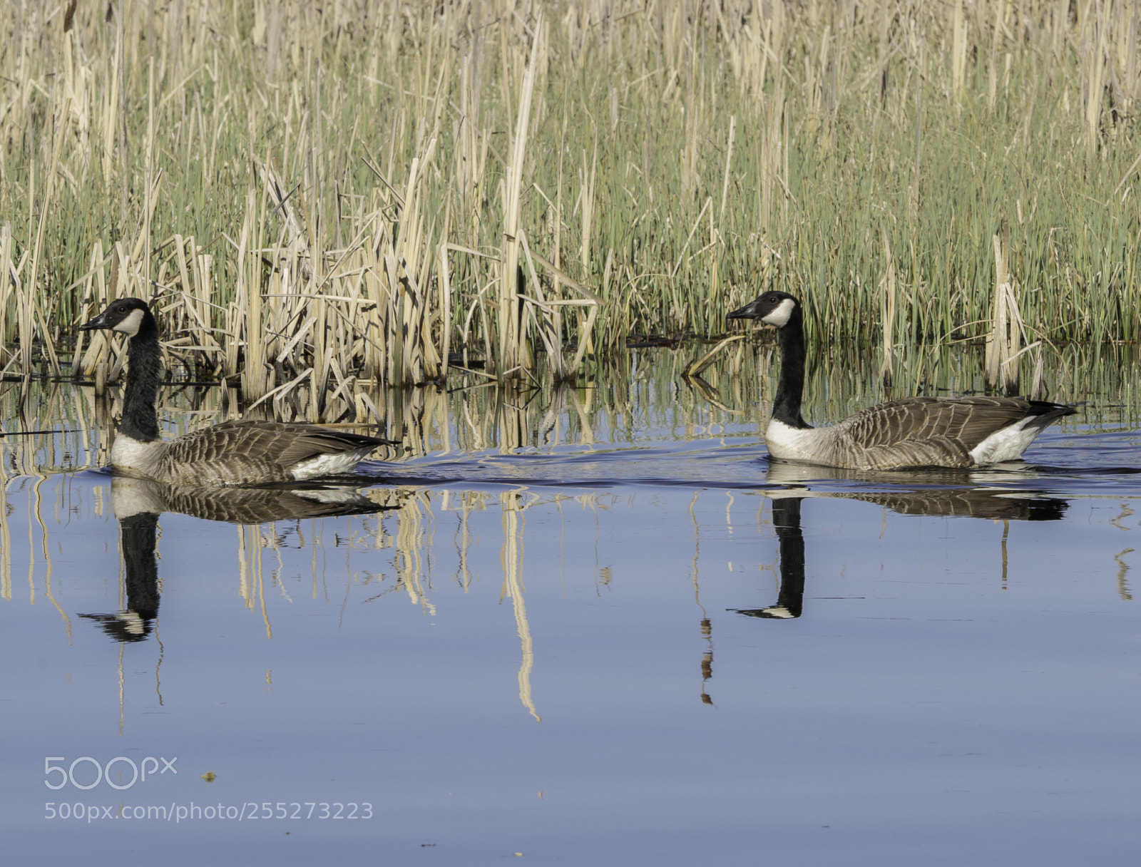 Nikon D5300 sample photo. Canada goose kanadags o photography