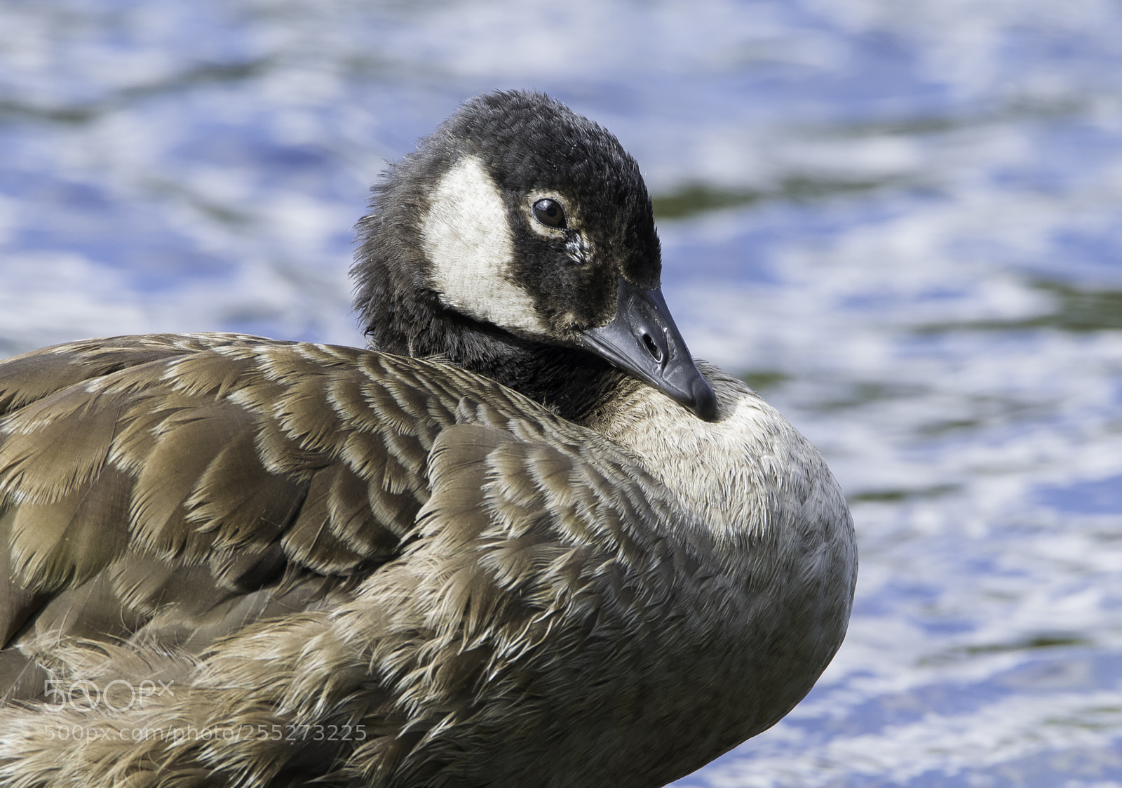 Nikon D5300 sample photo. Canada goose kanadags o photography