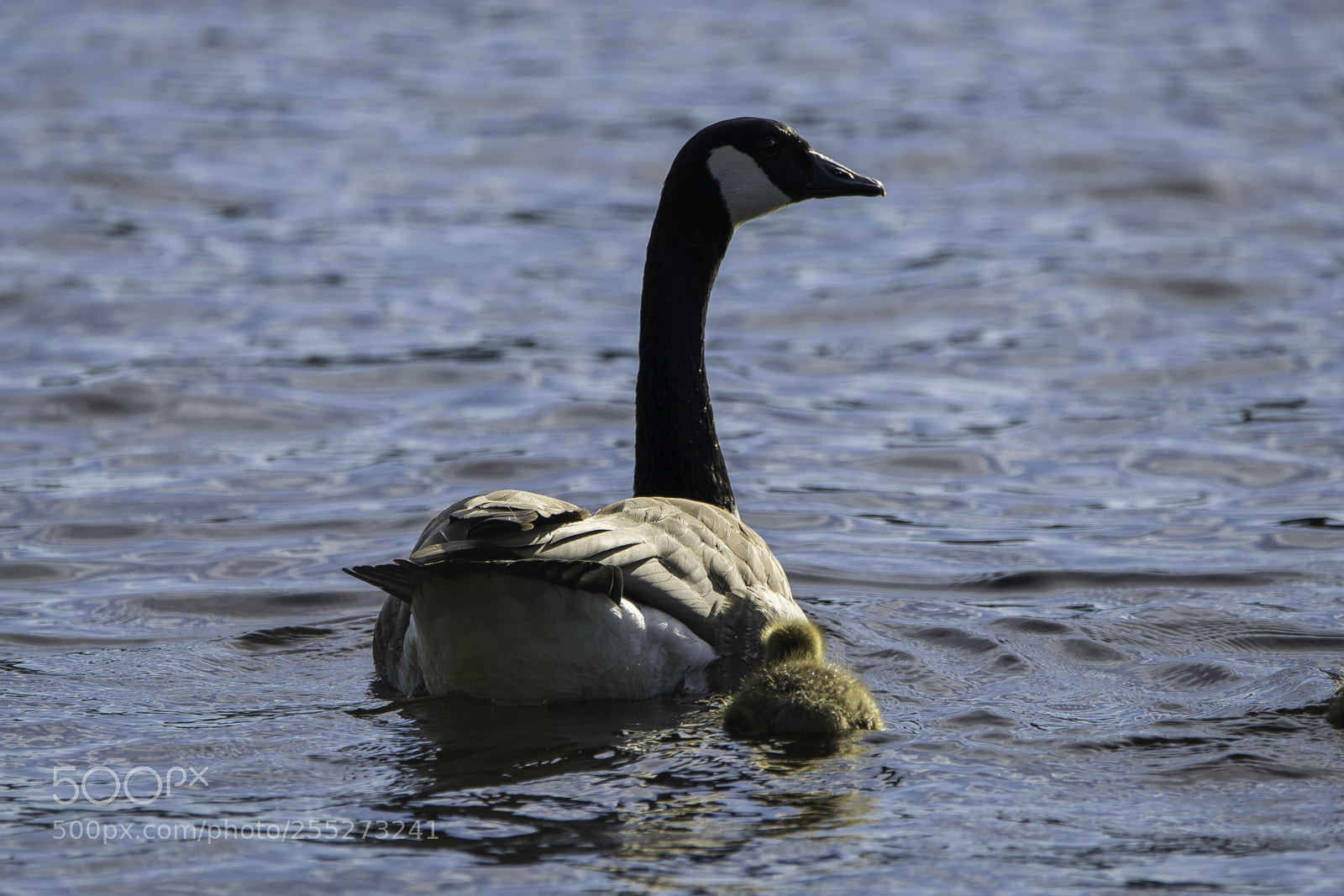 Nikon D5300 sample photo. Canada goose kanadags o photography