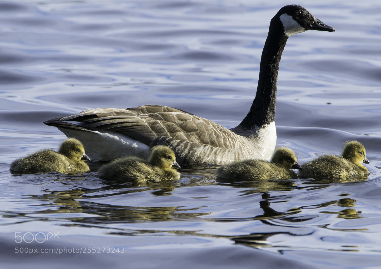 Nikon D5300 sample photo. Canada goose kanadags o photography