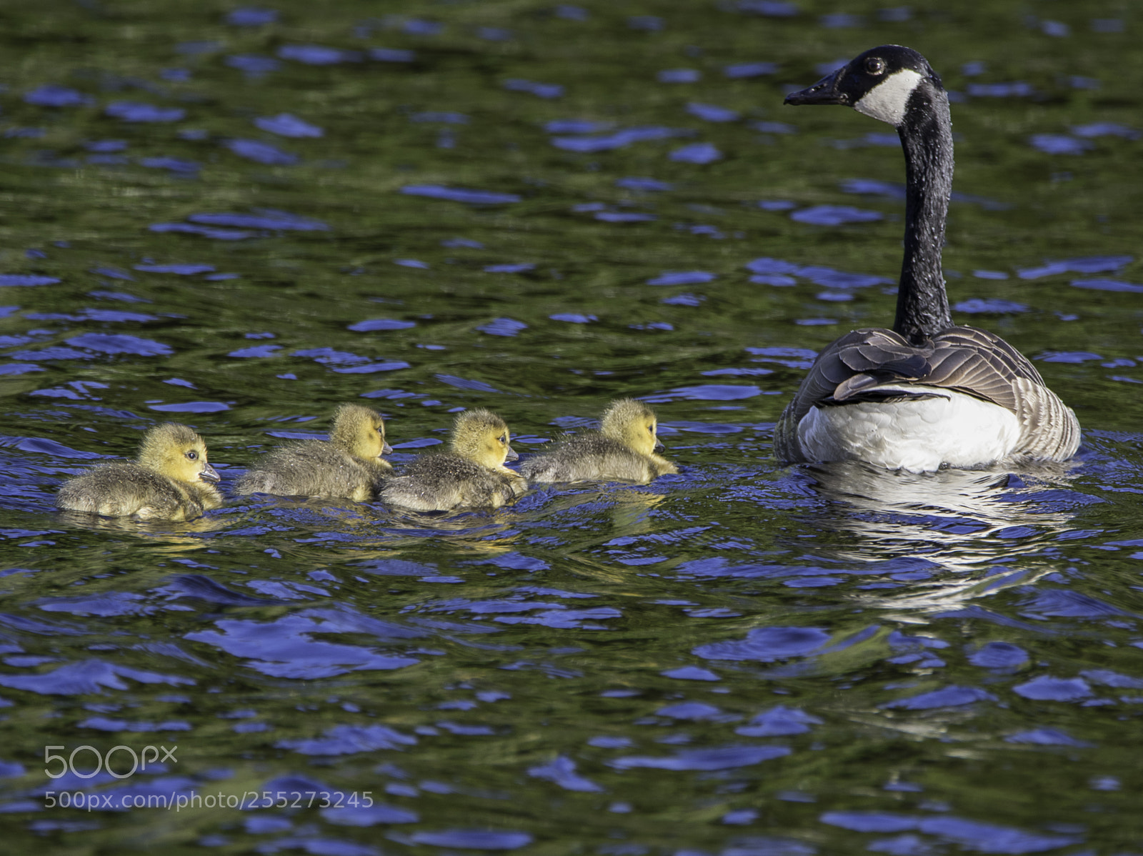 Nikon D5300 sample photo. Canada goose kanadags o photography