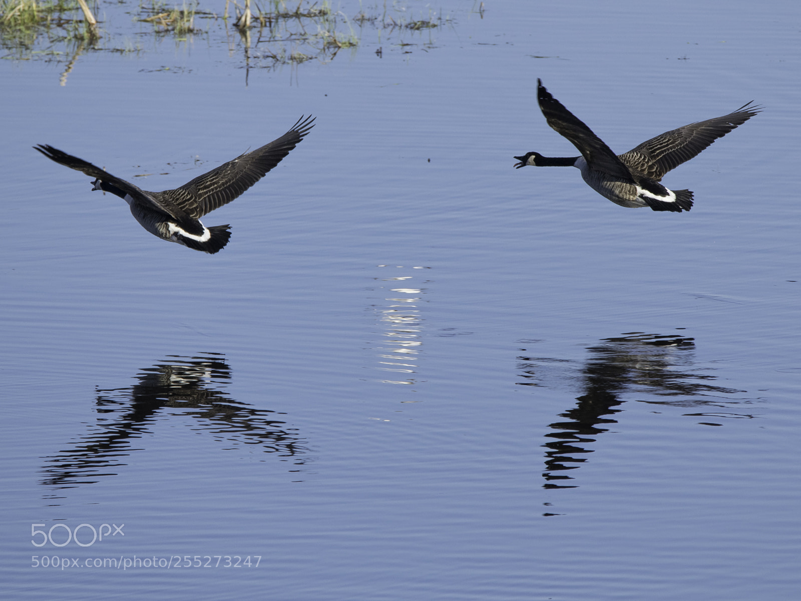 Nikon D5300 sample photo. Canada goose kanadags o photography