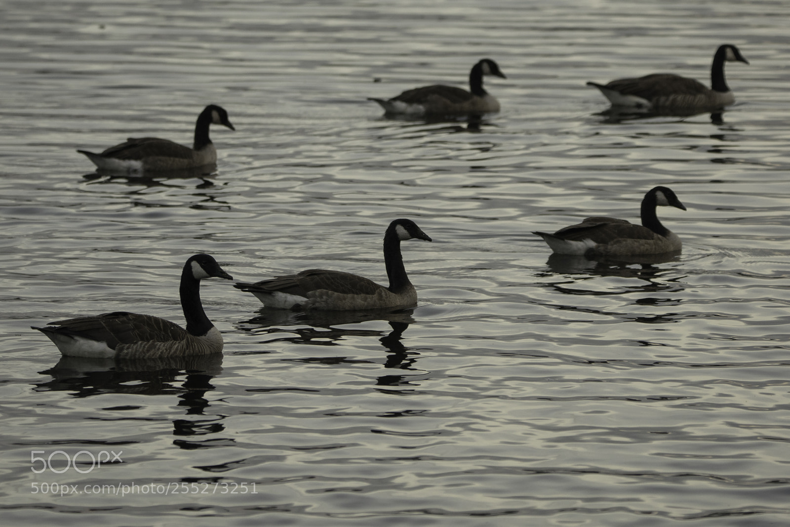 Nikon D5300 sample photo. Canada goose kanadags o photography
