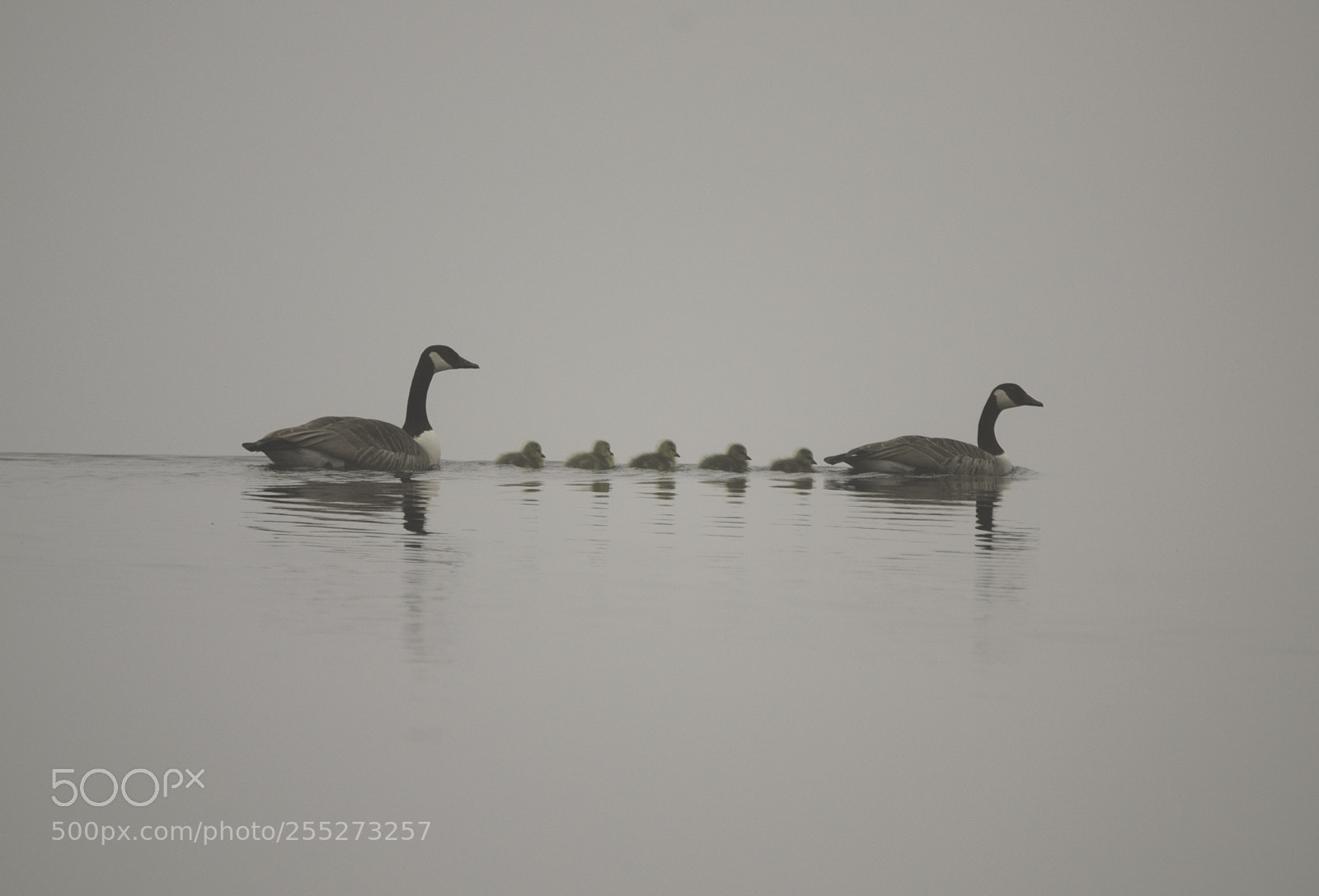 Nikon D5300 sample photo. Canada goose kanadags o photography