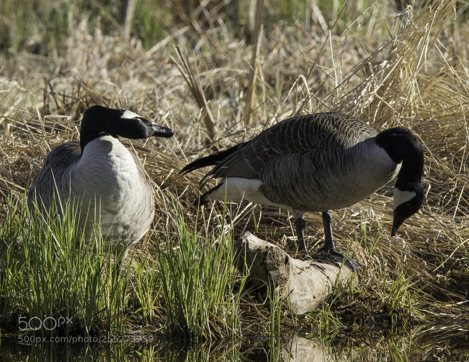 Nikon D5300 sample photo. Canada goose kanadags o photography