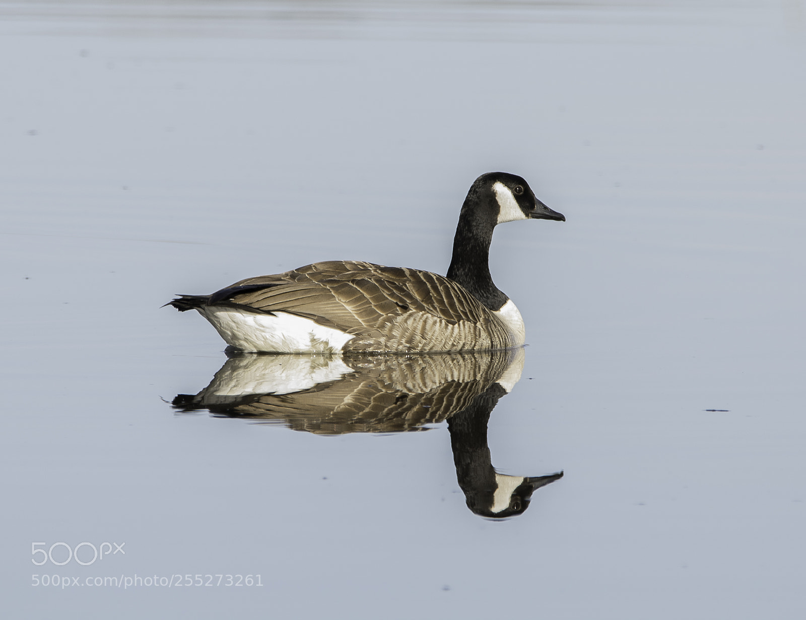 Nikon D5300 sample photo. Canada goose kanadags o photography