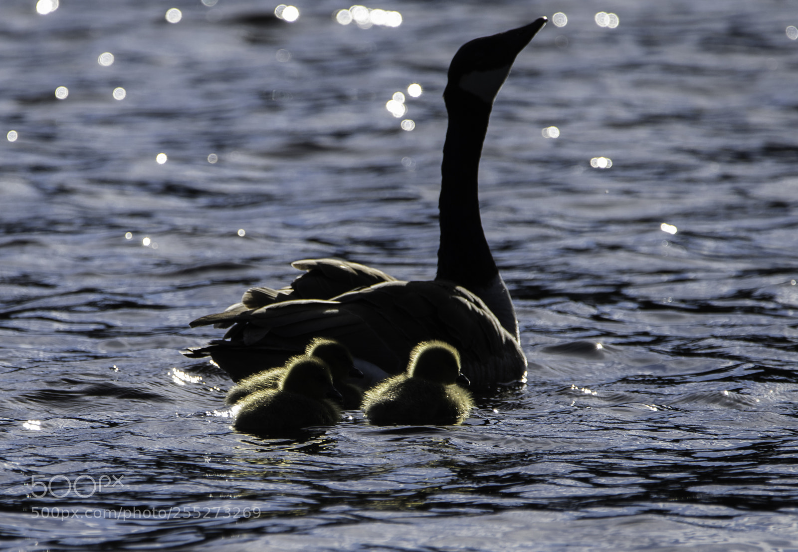 Nikon D5300 sample photo. Canada goose kanadags o photography