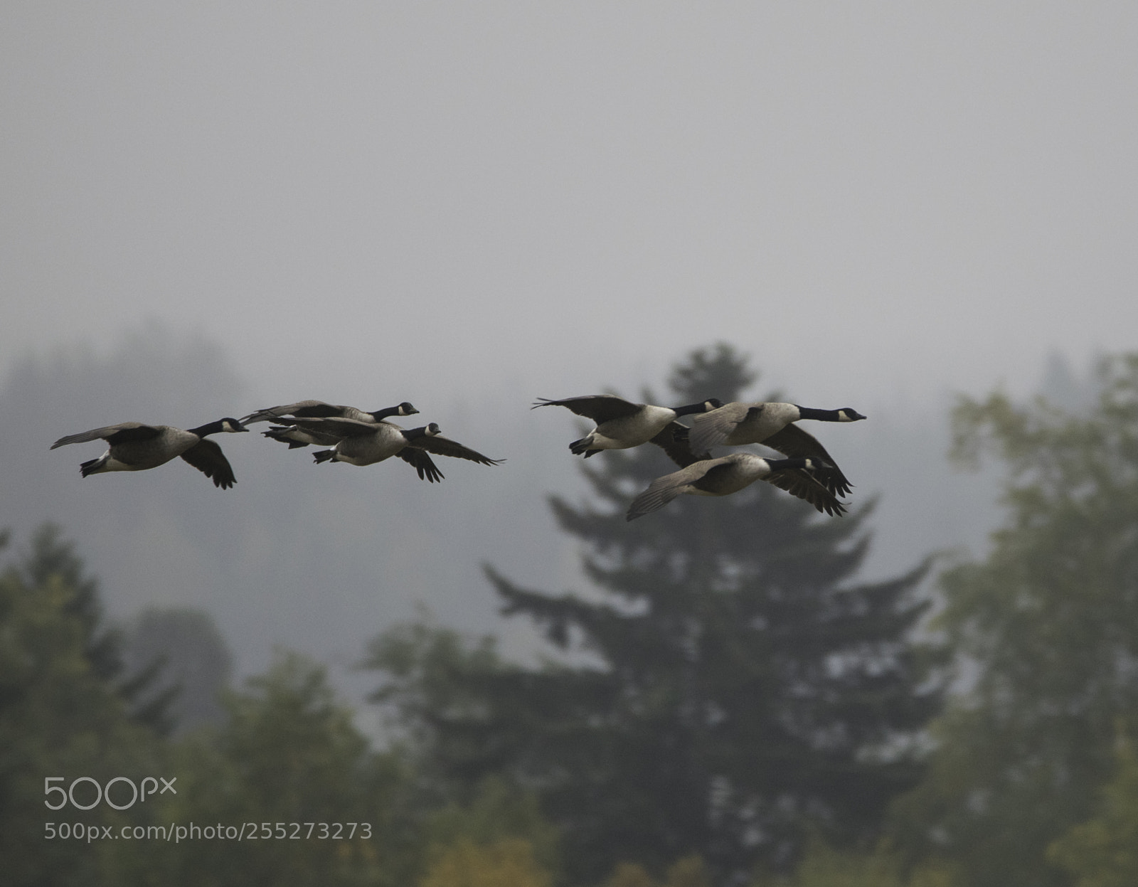 Nikon D5300 sample photo. Canada goose kanadagsa dsc photography