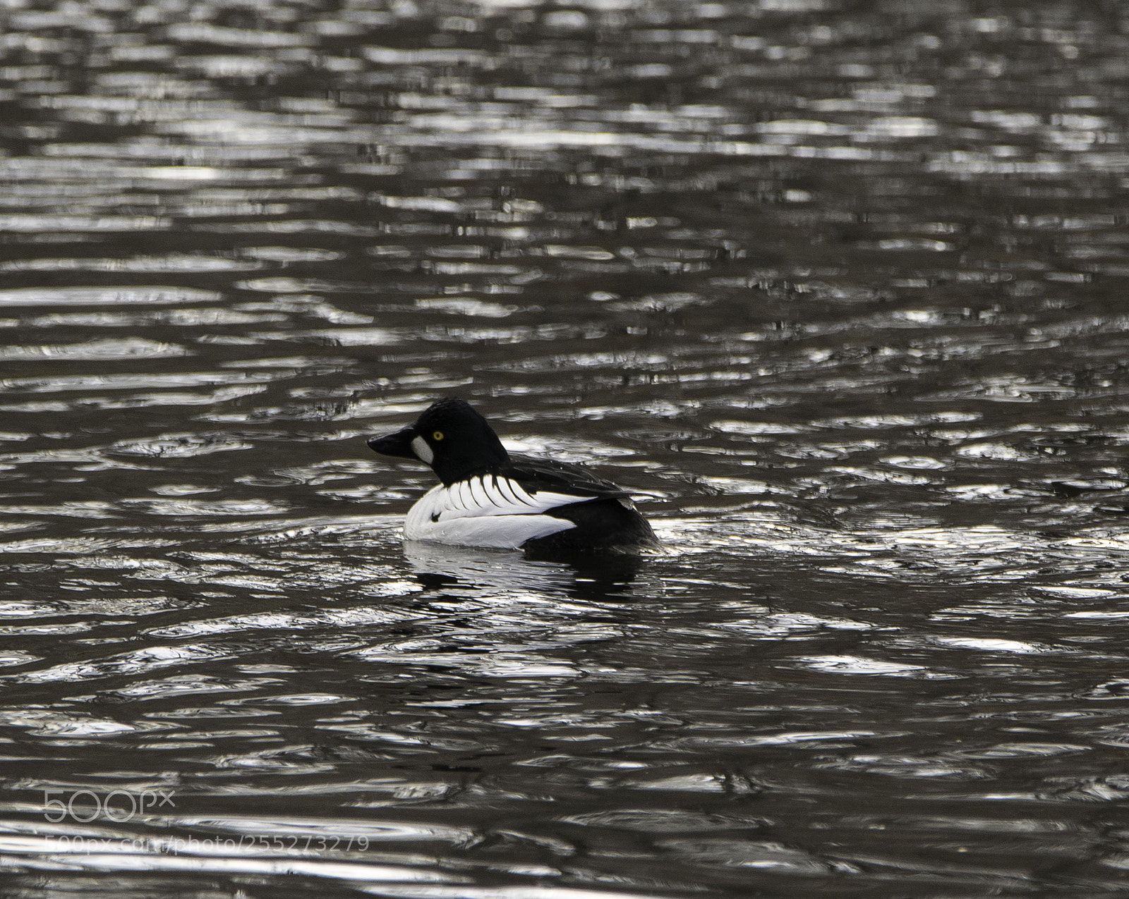 Nikon D5300 sample photo. Common goldeneye knipa o photography