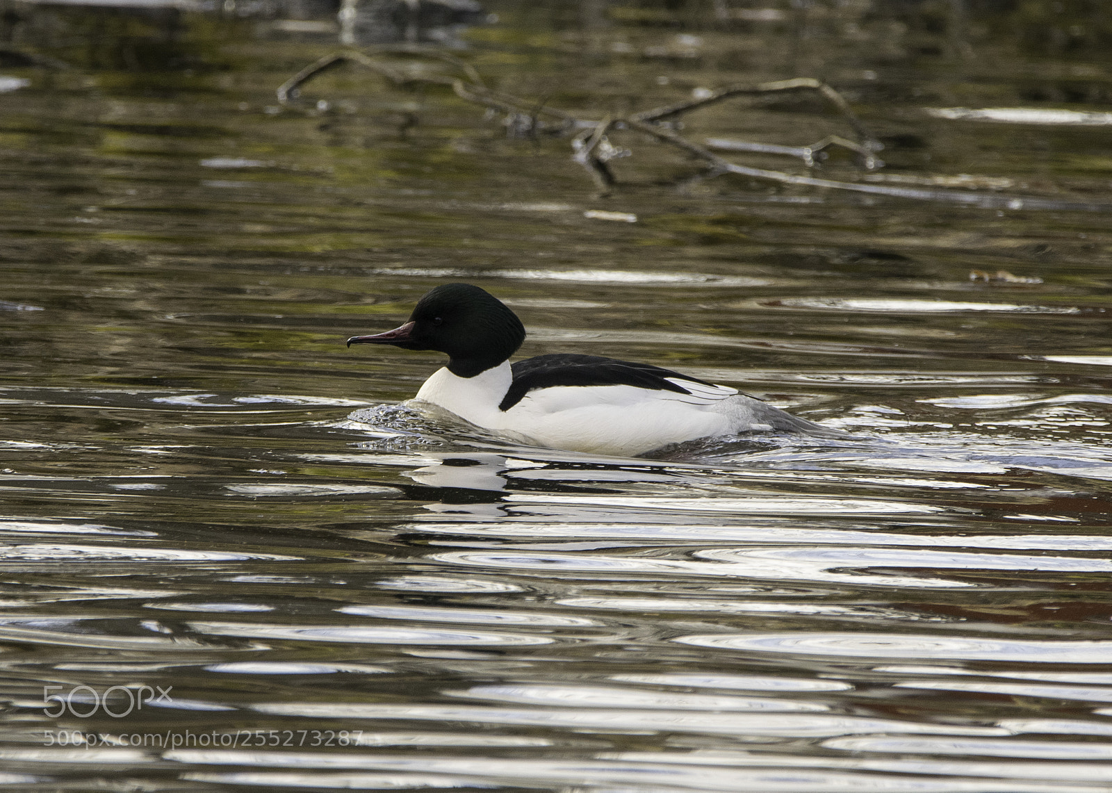 Nikon D5300 sample photo. Common goldeneye knipa o photography