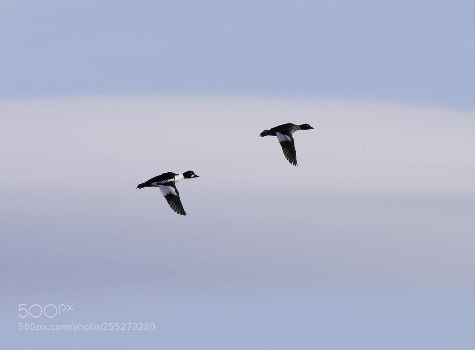 Nikon D5300 sample photo. Common goldeneye knipa o photography