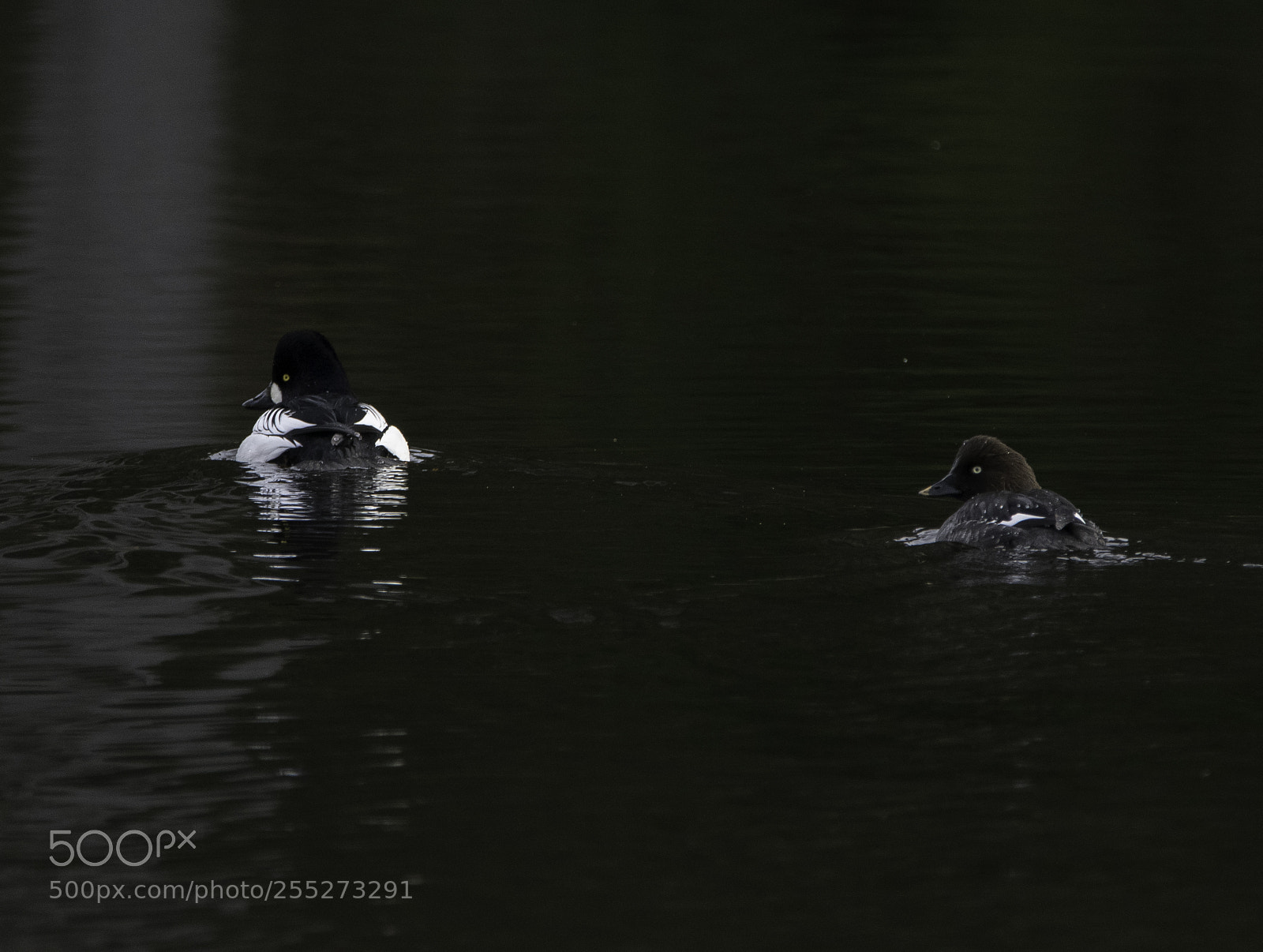 Nikon D5300 sample photo. Common goldeneye knipa o photography
