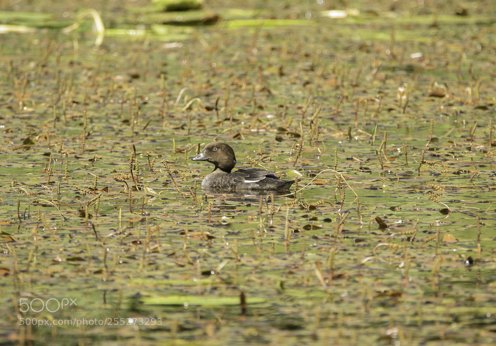 Nikon D5300 sample photo. Common goldeneye knipa o photography