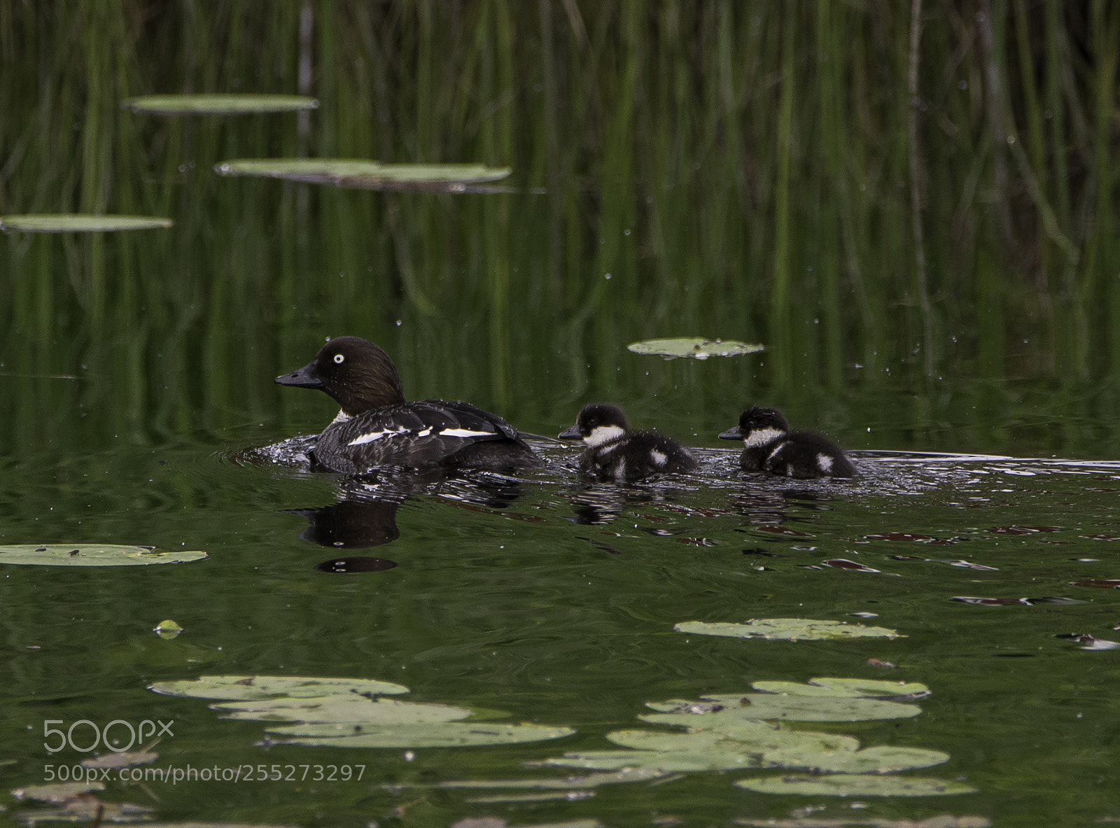 Nikon D5300 sample photo. Common goldeneye knipa o photography