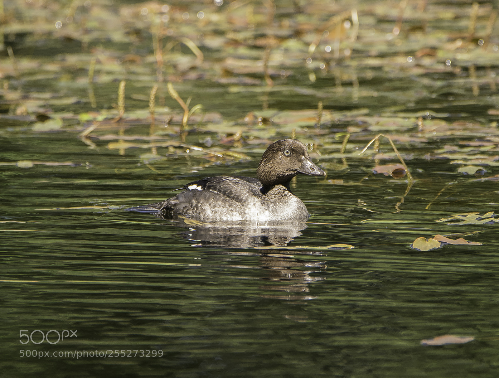 Nikon D5300 sample photo. Common goldeneye knipa o photography