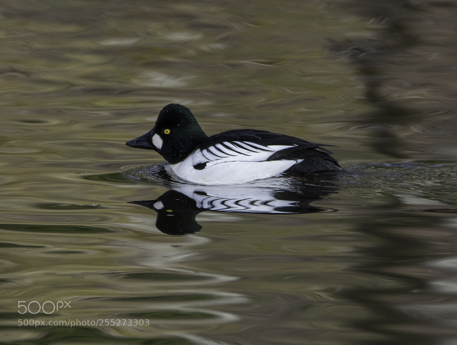 Nikon D5300 sample photo. Common goldeneye knipa o photography