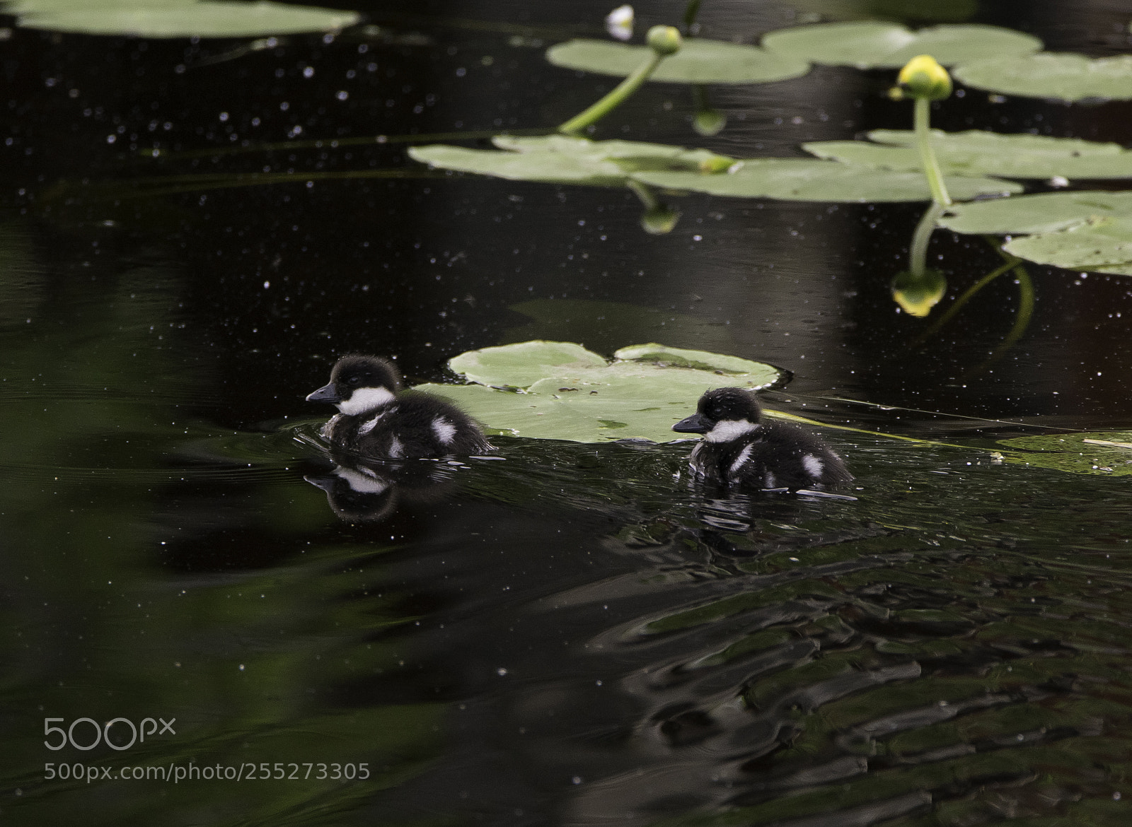 Nikon D5300 sample photo. Common goldeneye knipa o photography