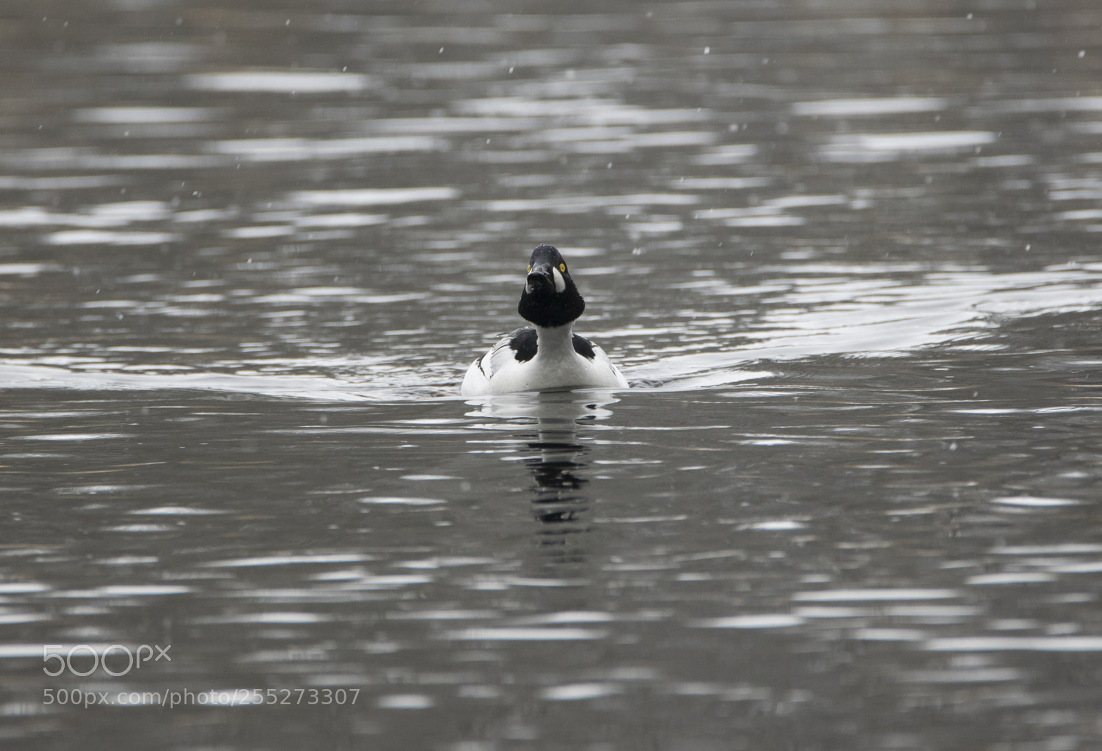 Nikon D5300 sample photo. Common goldeneye knipa o photography