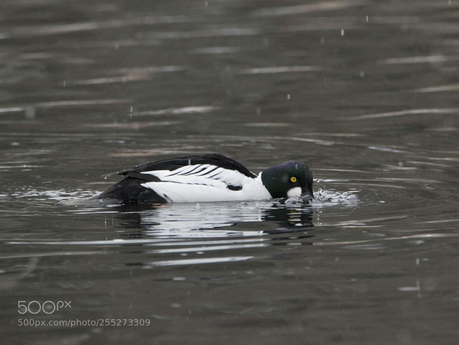 Nikon D5300 sample photo. Common goldeneye knipa o photography