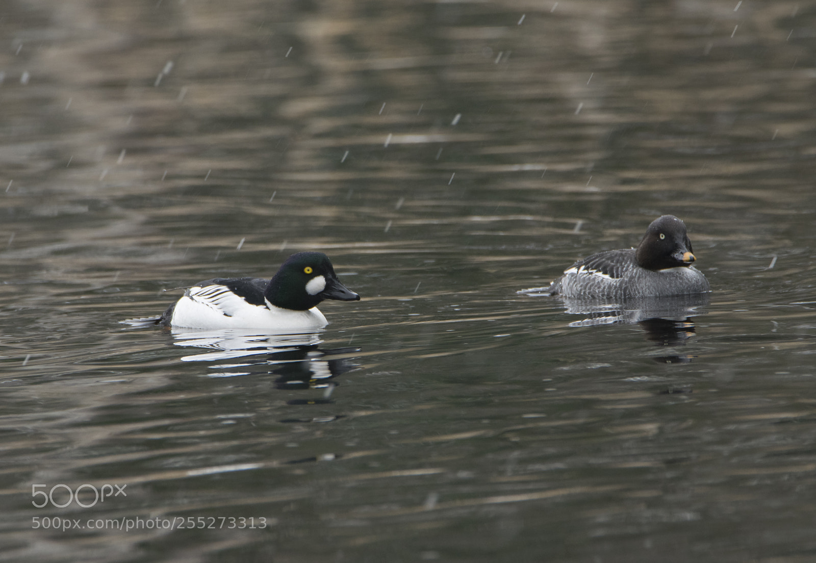 Nikon D5300 sample photo. Common goldeneye knipa o photography