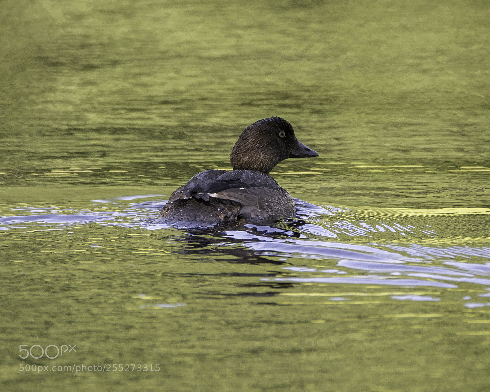 Nikon D5300 sample photo. Common golgeneye knipa o photography