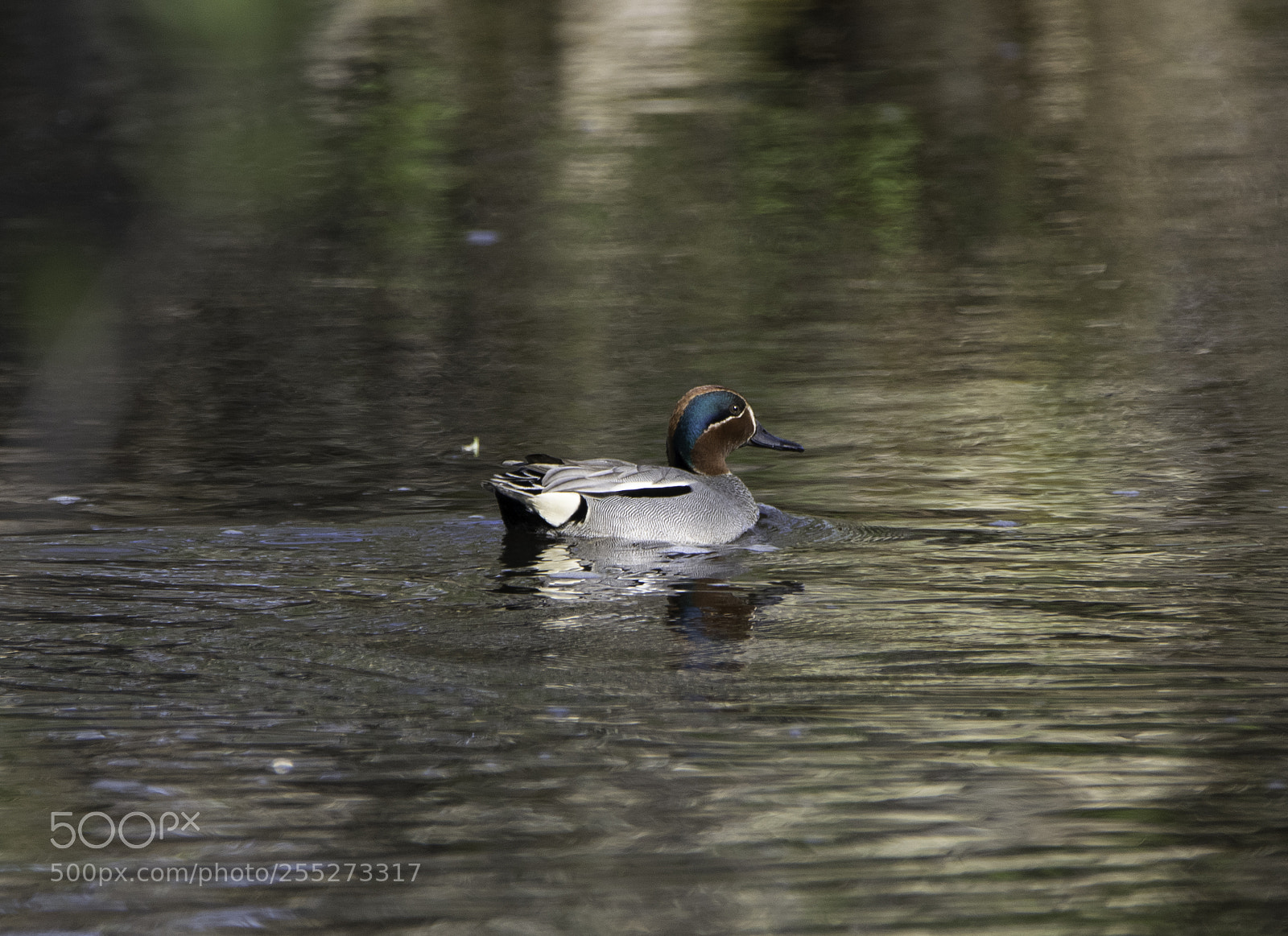 Nikon D5300 sample photo. Common teal kricka o photography