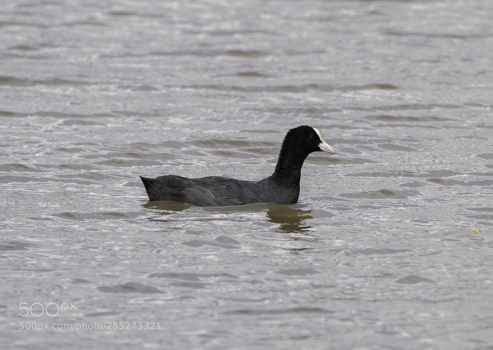 Nikon D5300 sample photo. Eurasian coot sothna o photography