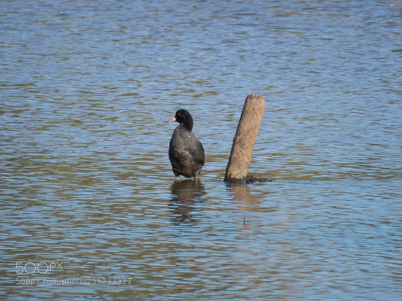 Canon PowerShot SX60 HS sample photo. Eurasian coot sothna o photography