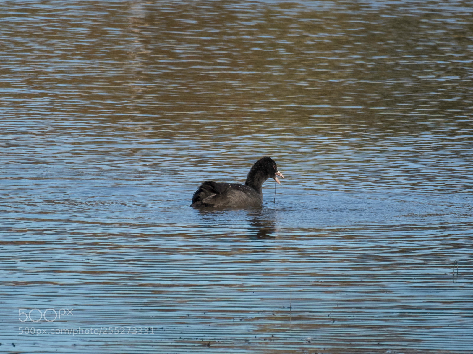Canon PowerShot SX60 HS sample photo. Eurasian coot sothna o photography