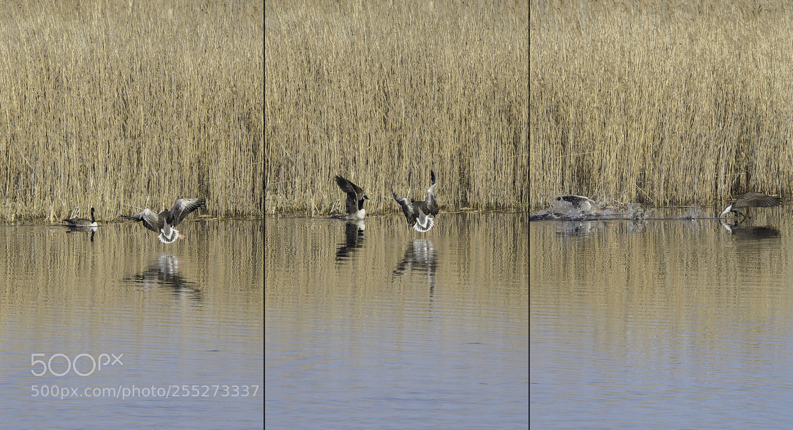 Nikon D5300 sample photo. Geese fight o photography