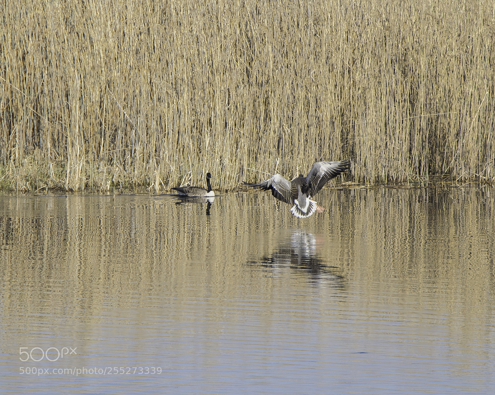 Nikon D5300 sample photo. Geese fight o photography