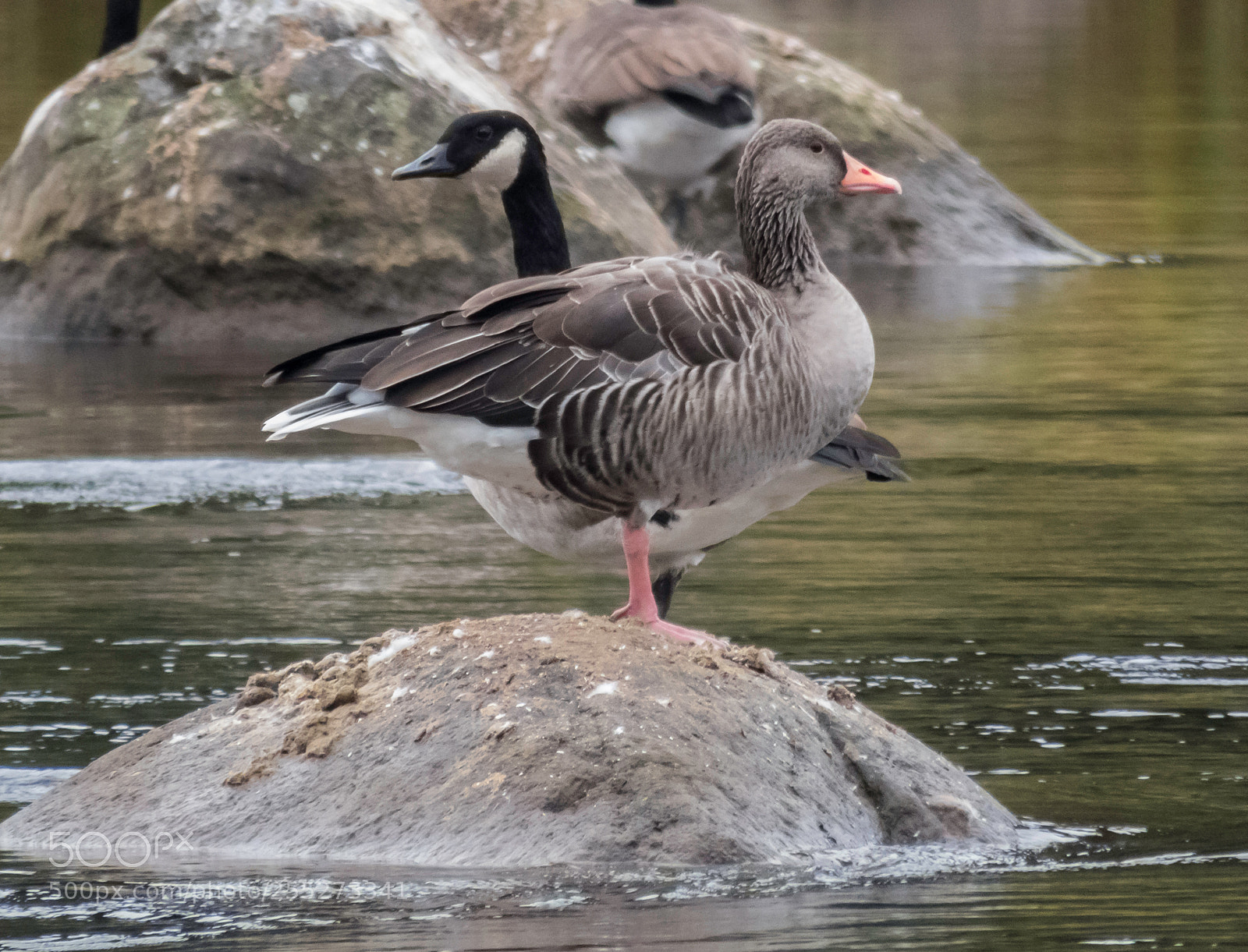 Canon PowerShot SX60 HS sample photo. Geese gss o photography