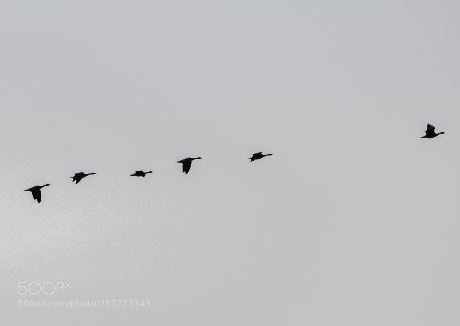 Nikon D5300 sample photo. Geese gss o photography