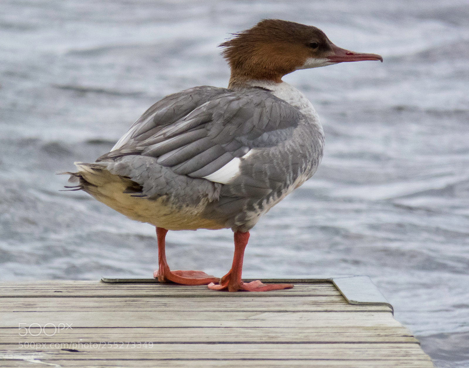 Canon PowerShot SX60 HS sample photo. Goosander storskrake o photography