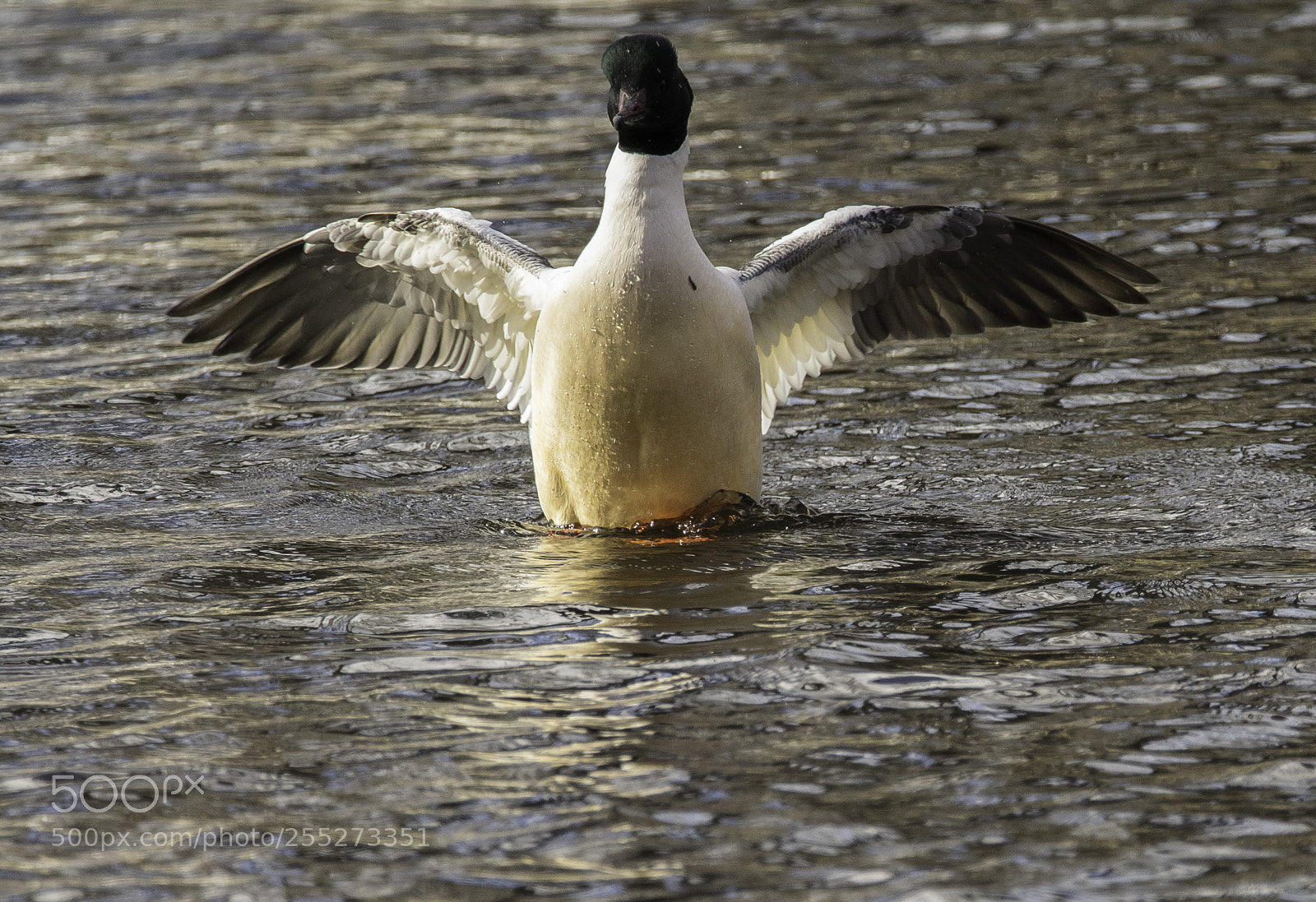 Nikon D5300 sample photo. Goosander storskrake o photography