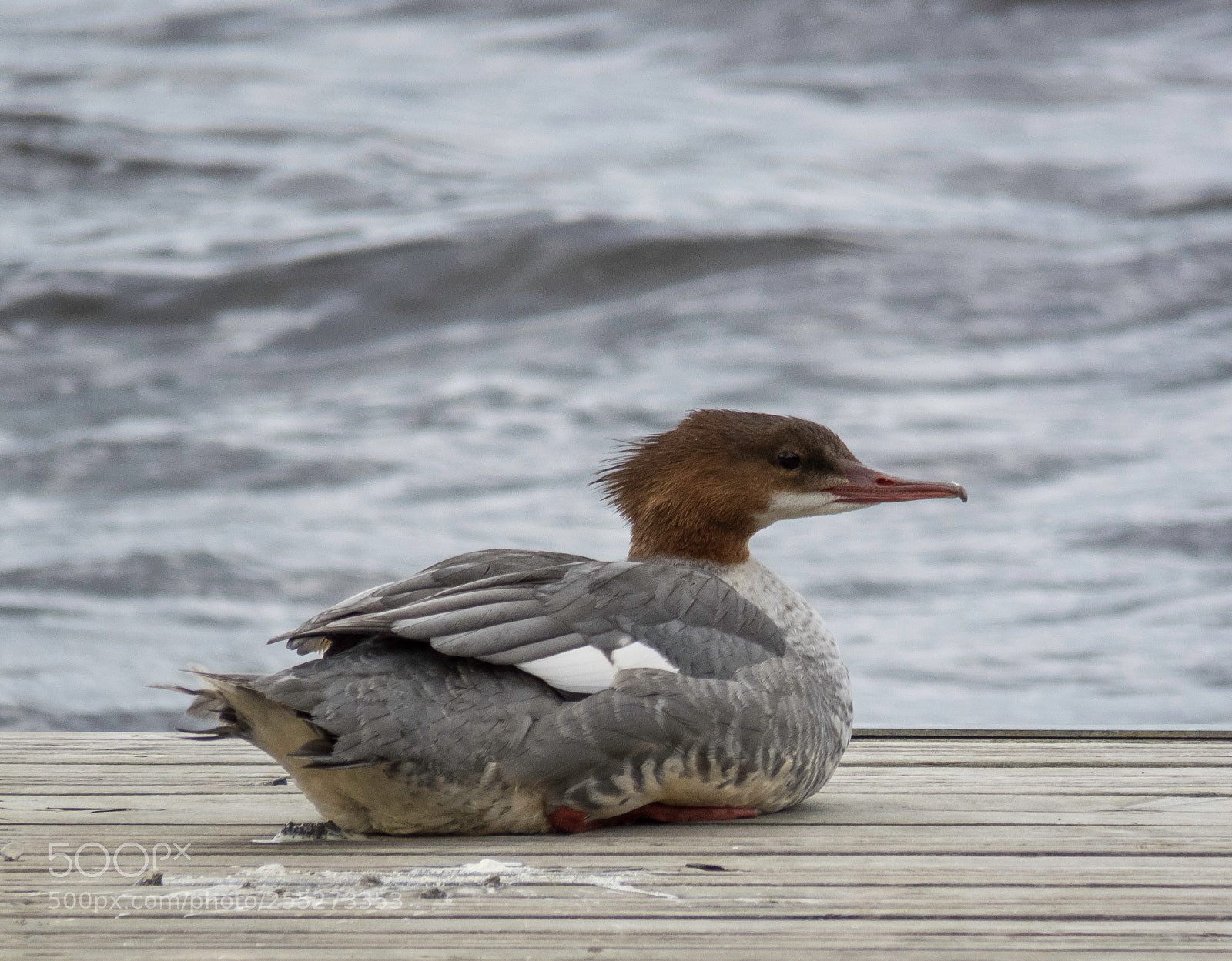Canon PowerShot SX60 HS sample photo. Gooseander storskarv o photography