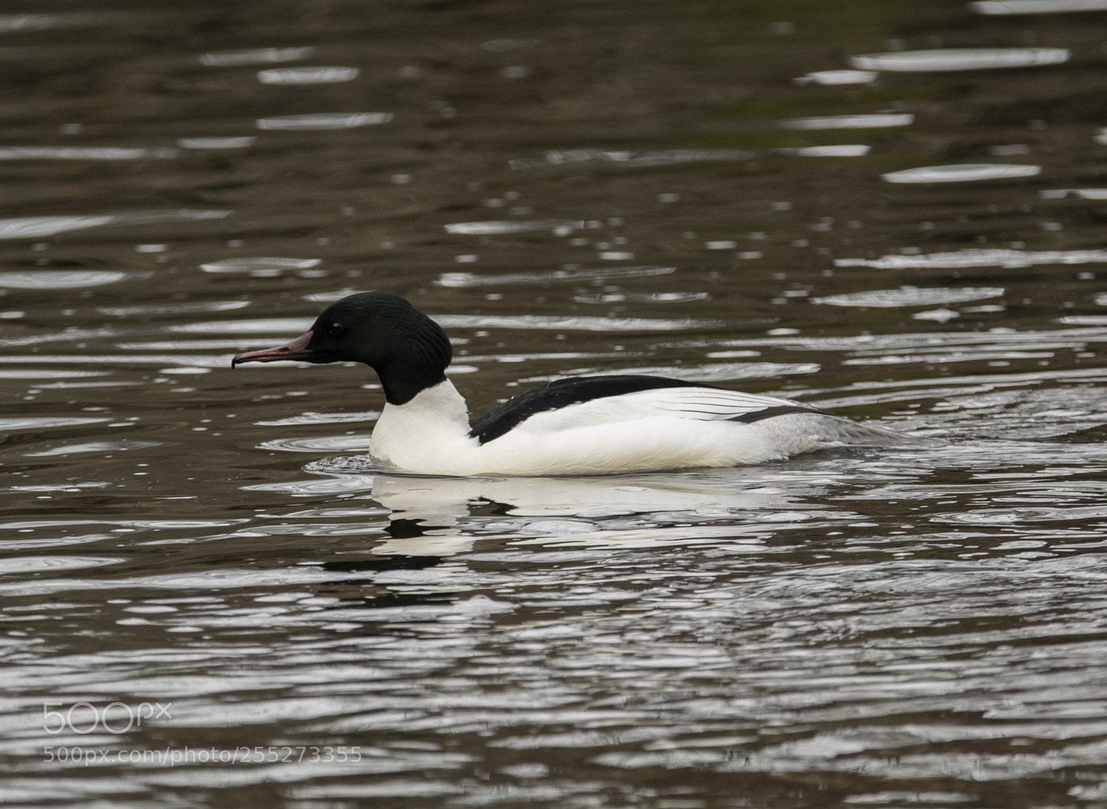 Nikon D5300 sample photo. Gooseander storskrake o photography