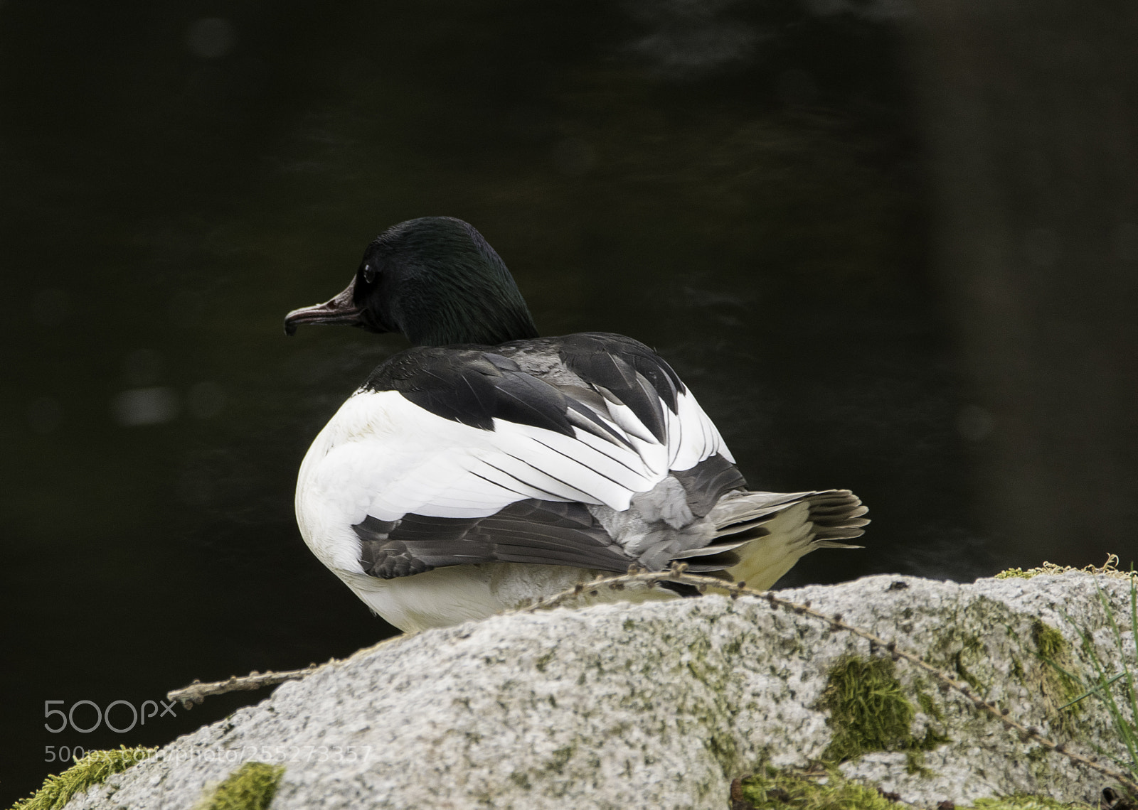 Nikon D5300 sample photo. Gooseander storskrake o photography