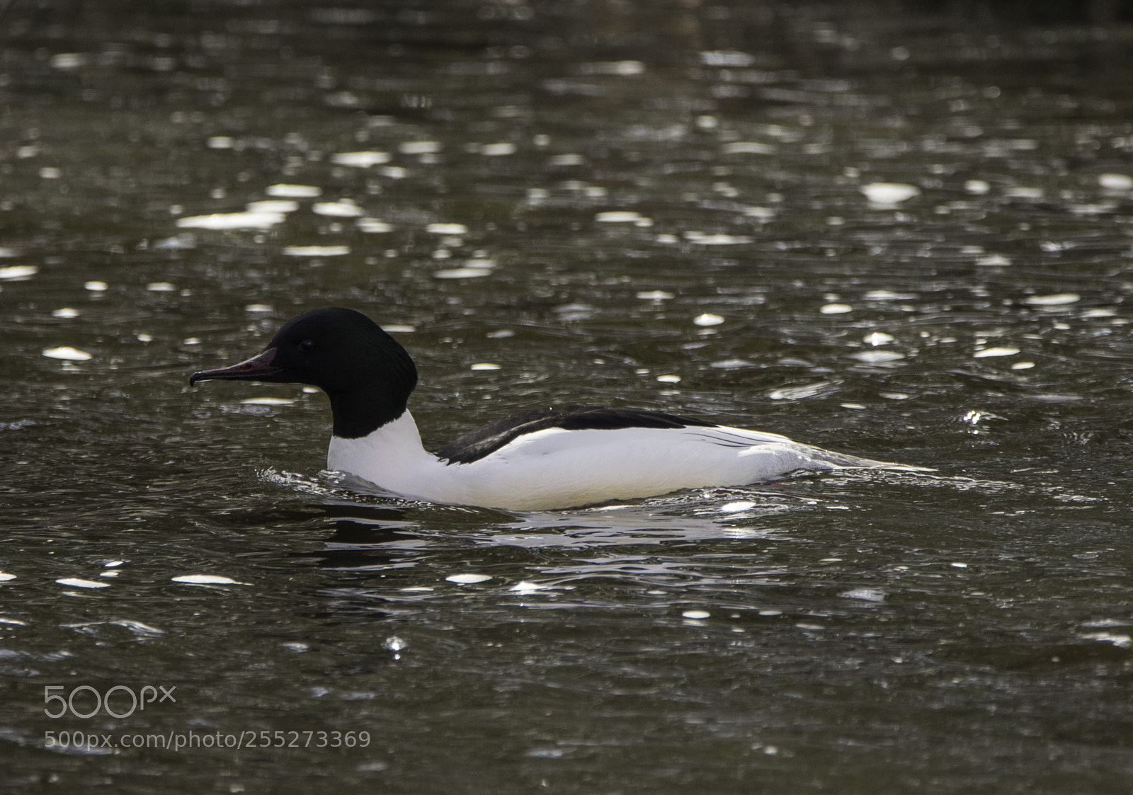 Nikon D5300 sample photo. Gooseander storskrake o photography