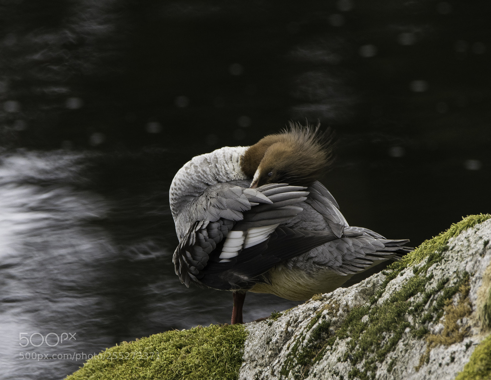Nikon D5300 sample photo. Gooseander storskrake o photography